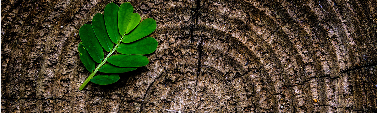 Tree Rings With Leaf